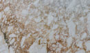 Calacatta Vagli Oro 4317 Detail (surface Spectrum)